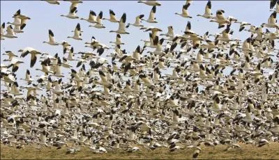 Suivez-les pour voir du paysage. Elles sont belles, fortes.