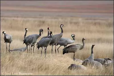 Elles sont d'une grande lgance et avec une envergure de 2 m pour un poids de 4  6 kg, les ------- font partie des plus grands oiseaux d'Europe.