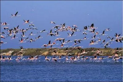 Ils vivent en groupes comptant souvent de plusieurs centaines  plusieurs milliers d'individus.