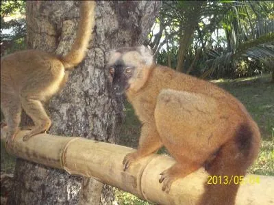 De quoi raffolent les Makis ?