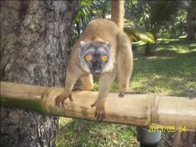De quoi le Maki se sert-il pour tenir en quilibre ?