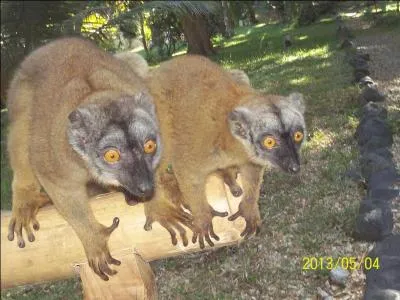 Pourquoi le Maki tait-il captur ?
