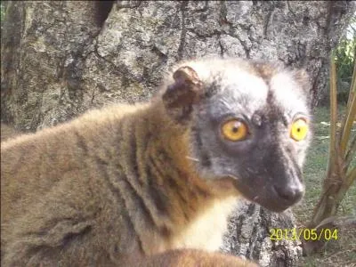 De combien d'individus le groupe du Maki est-il compos ?