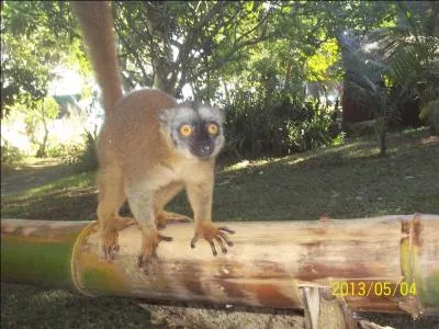 Comment dit-on  Maki  en mahorais ?