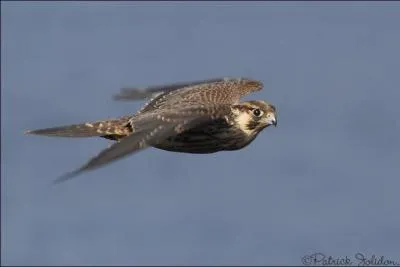 Je peux mesurer de 36  40 cm de long. Quel est mon nom ?