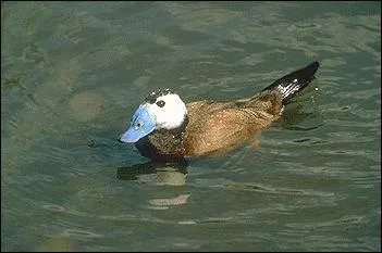 Je suis une espce devenue trs rare  cause de ma cousine, oxyura jamaicensis. Quel est mon nom ?