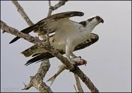 Je suis le seul reprsentant de ma famille : 