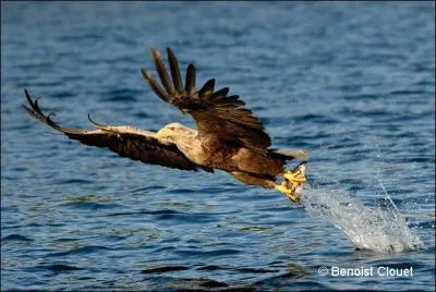 Mon nom scientifique est haliaeetus leucoryphus. Quel est mon nom ?