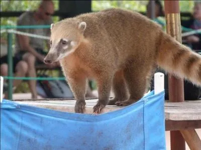 Comment s'appelle cet animal d'Amrique du Sud ?