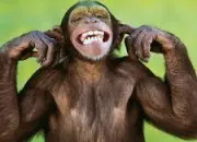 Quiz Entendez-vous le nom d'un animal ?