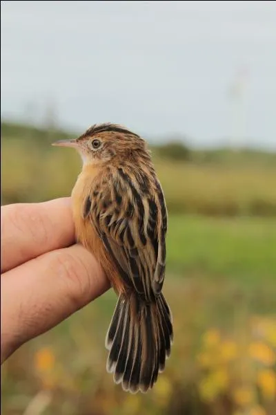 Quel est cet oiseau ?