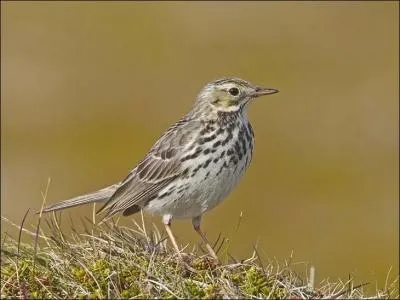 Quel est cet oiseau ?