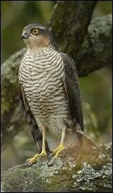 Quel est cet oiseau ?