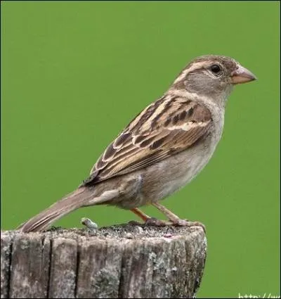 Quel est cet oiseau ?