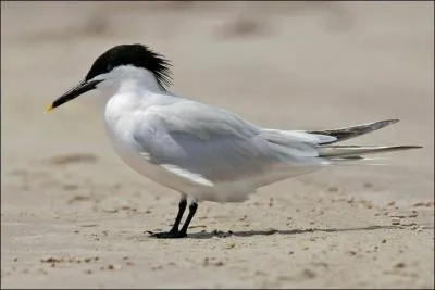 Quel est cet oiseau ?