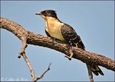 Quel est cet oiseau ?