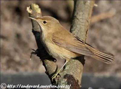Quel est cet oiseau ?