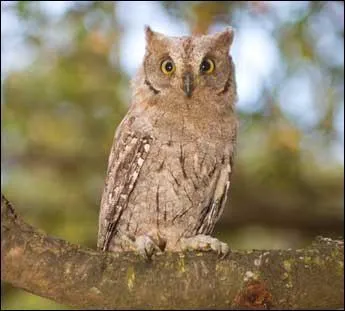 Quel est cet oiseau ?