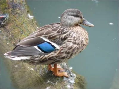 Quel est cet oiseau ?