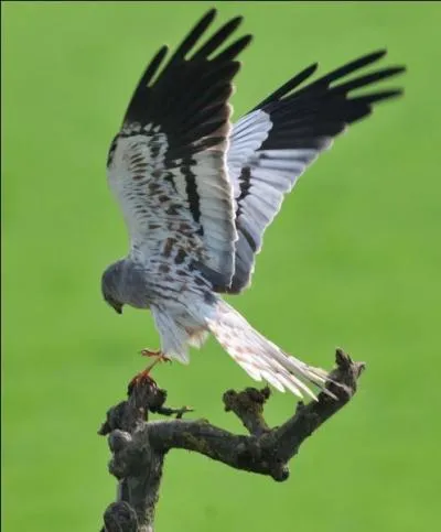 Quel est cet oiseau ?