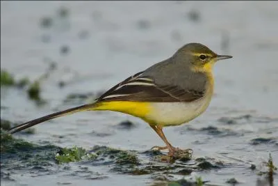 Quel est cet oiseau ?