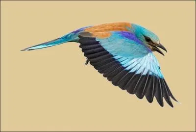 Quel est cet oiseau ?