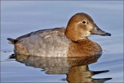 Quel est cet oiseau ?