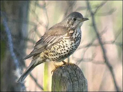 Quel est cet oiseau ?