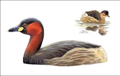 Quel est cet oiseau ?