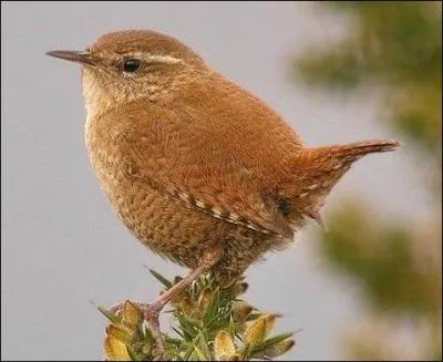 Quel est cet oiseau ?