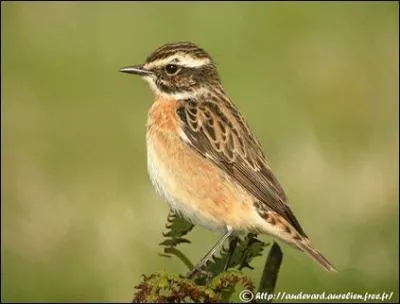 Quel est cet oiseau ?