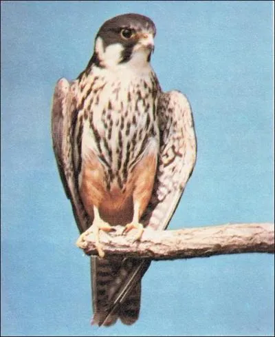 Quel est cet oiseau ?