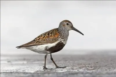 Quel est cet oiseau ?