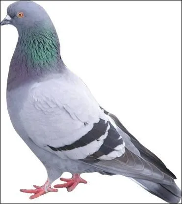 Comment se nomme ce pigeon ?