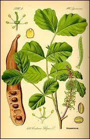 Sur la photo c'est une feuille de ...