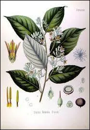 Sur la photo c'est une feuille de ...