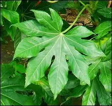 Sur la photo c'est une feuille de ...