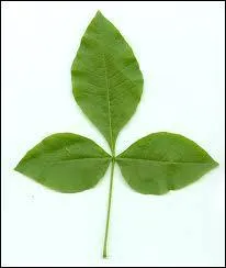 Sur la photo c'est une feuille de ...