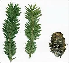 Sur la photo c'est une feuille de ...