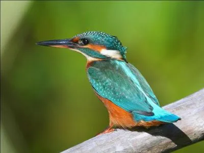 C'est un sujet écailleux, réservé à des amateurs !