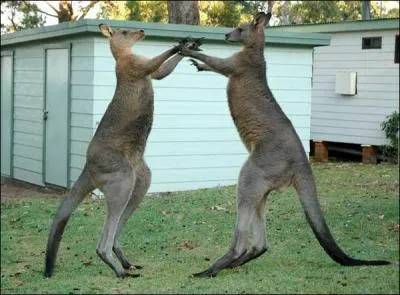 Faites un crochet pour trouver le nom de ce sport en direct !
