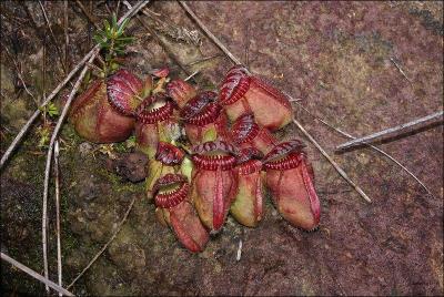 Les Nepenthes sont de superbes et fascinantes plantes, principalement originaires de Malaisie, Borno, Sumatra, Java. Elles sont carnivores et ont des piges que l'on appelle :