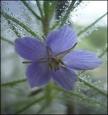Ces plantes carnivores ont des feuillages aux formes trs varies. Une portion est couverte de petits poils glanduleux termins par une gouttelette collante. L'ensemble des gouttelettes constitue le mucilage. Ce sont donc des plantes carnivores :