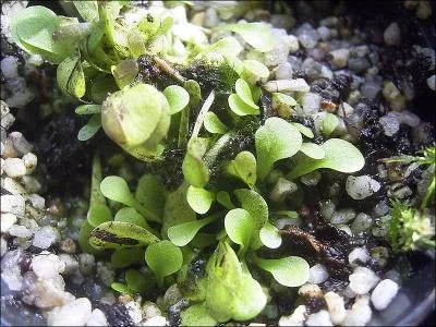 Les piges sont constitus de longs filaments creux, torsads. Leur forme ressemble plus ou moins -------. Certaines sont terrestres, d'autres aquatiques et appartiennent  la famille des Lentibulariaceae.