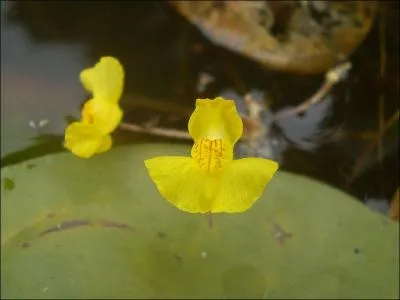 Utricularia tenuicaulis flower, nom compliqu pour des plantes qui, selon les espces, vivent en piphytes dans une atmosphre humide, sur un sol humide ou dans un milieu aquatique. Leurs piges sont appels ------, et actifs.