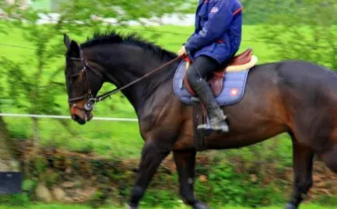 Quiz Galop 3
