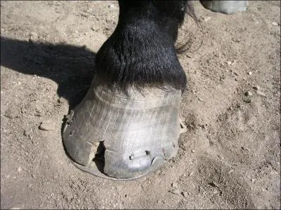 Quel est cet accident du pied ?