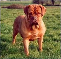 Un molosse  la face aplatie, lequel est-ce ?