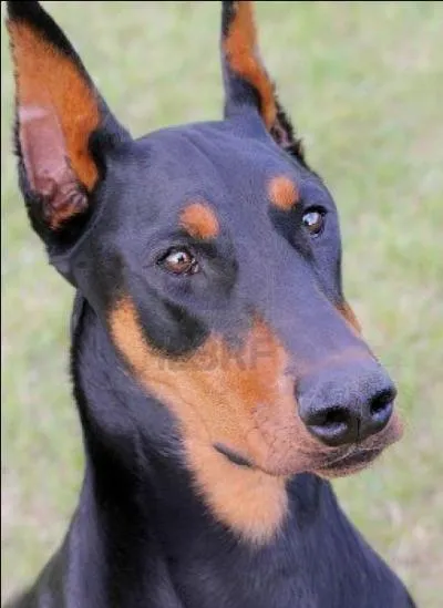 Un chien dit mchant, il pourrait vous arracher un bras mais il est doux comme un agneau, lequel est-ce ?