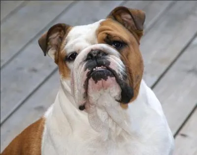 Il ronfle et a le museau cras, lequel est-ce ?